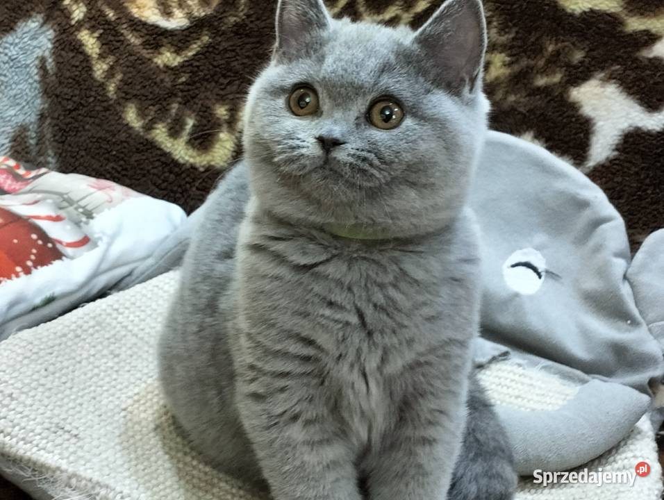 Śliczna Xantia Rodowód Międzynarodowy Łódź