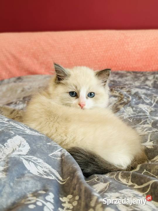 Ragdoll kocurek Rag a 03 Hodowla Lagooneyes Ragdoll