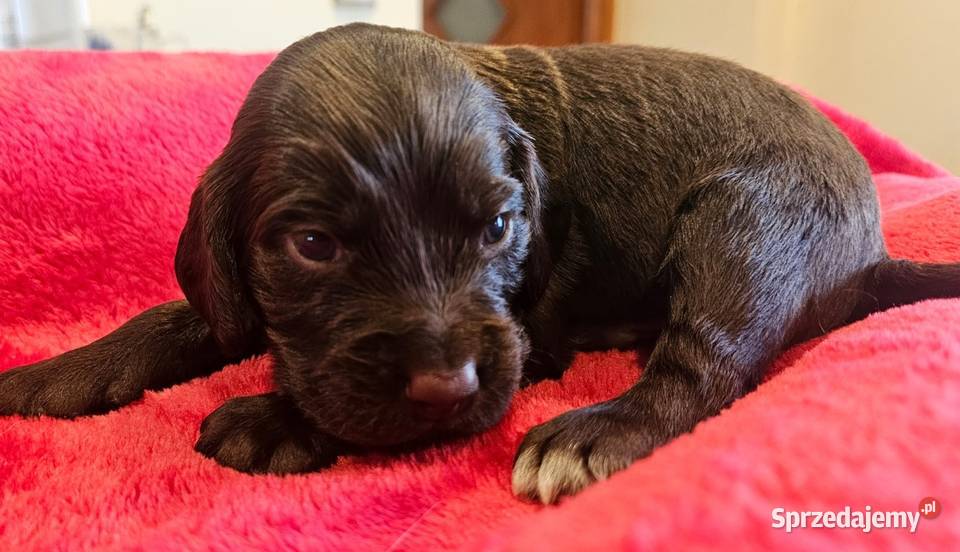 Płochacz niemiecki WACHTELHUND Piesek