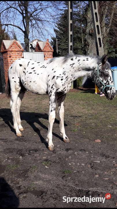 Sprzedam ogierka taranta Łopienno