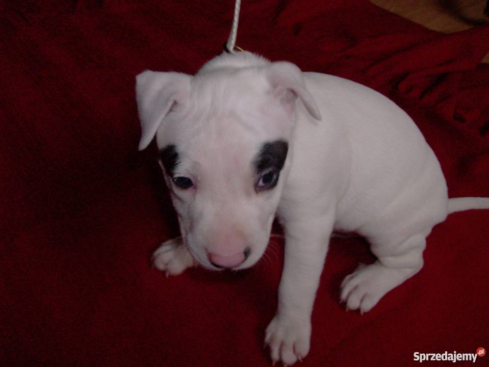 Mocne szczeniaki Amstaff