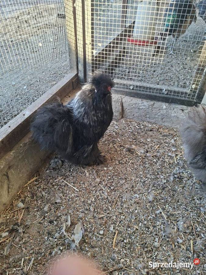 Kogutki silki 2025 Ptaki Miejska Górka