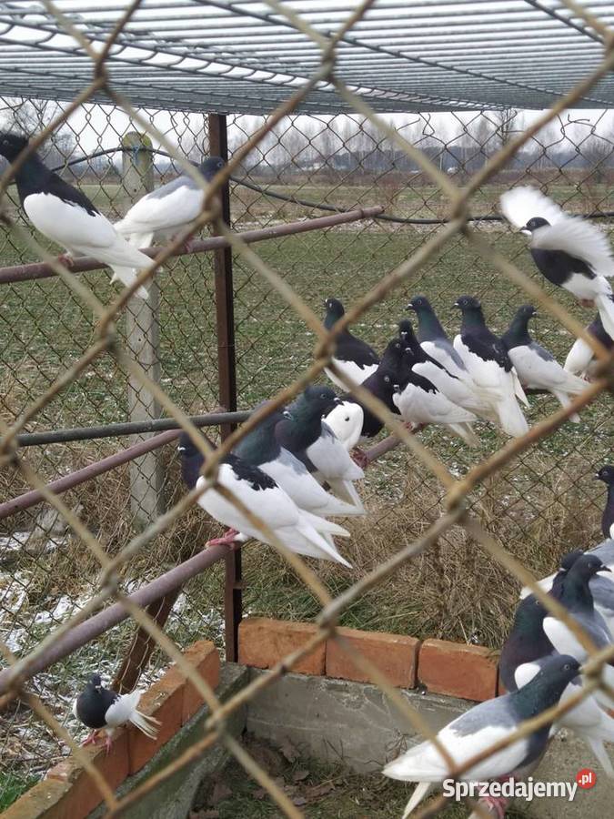 Sprzedam gołębie murzyny Ptaki Warka