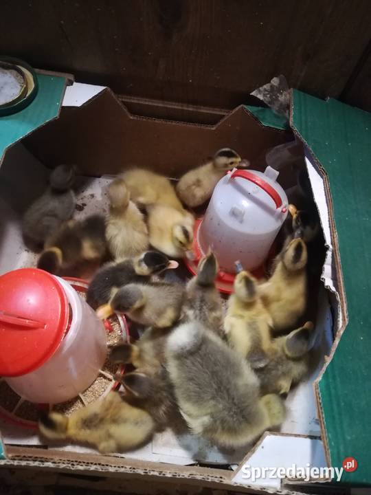 sprzedam kaczki bieguski małe i dorosłe Pińczów
