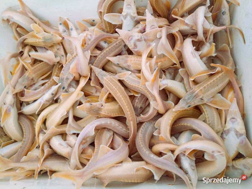 Ryby narybek Jesiotr albinos Karaś koi kolorowy Ryby Słupca