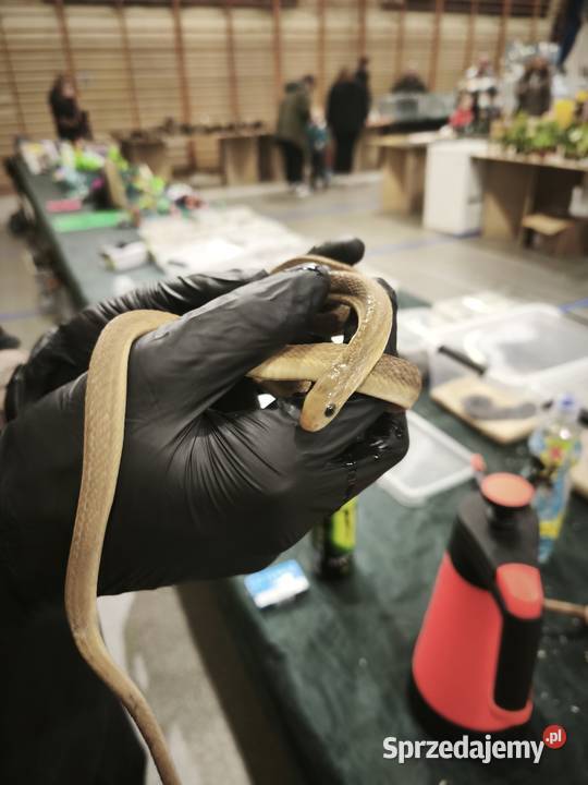 dasypeltis gansi około roku jajojad jajożer