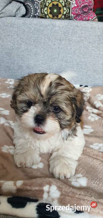 Śliczny Piesek Shih Tzu Puławy