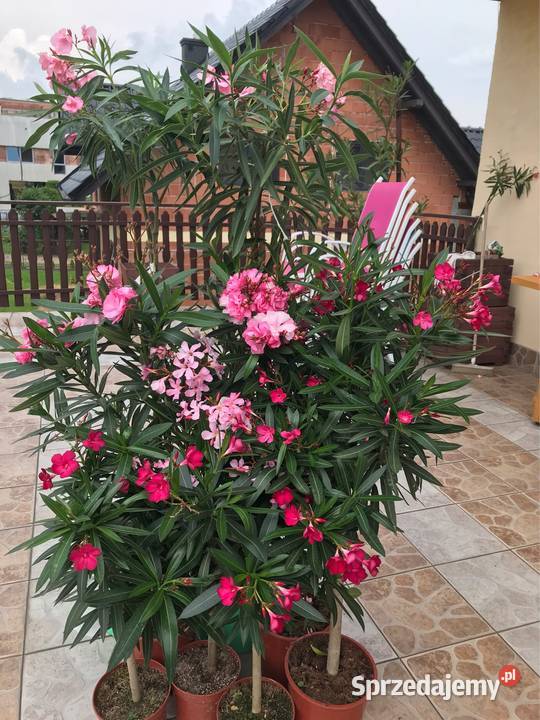 Oleander kwitnące Skawina