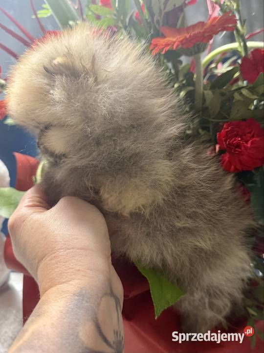 Szpic miniaturowy Pomeranian lubuskie Gorzów Wielkopolski
