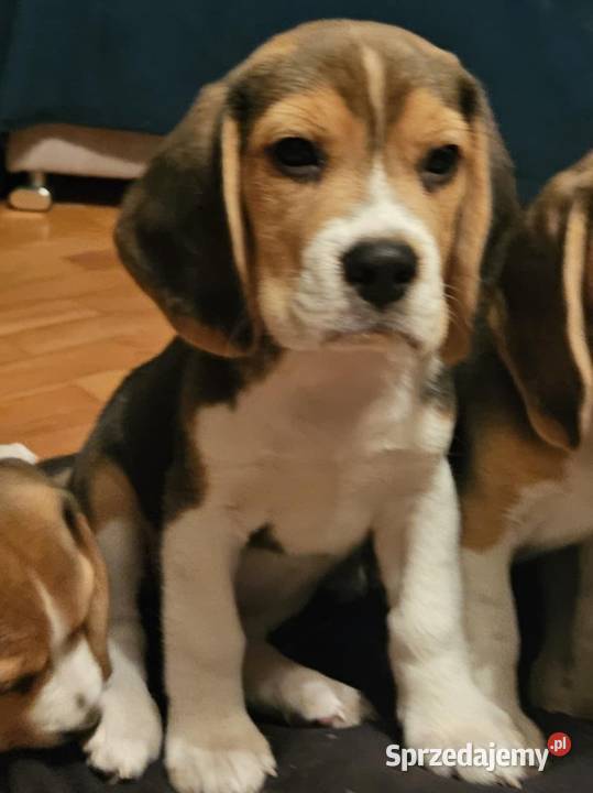 Cudowny Beagielek ZKwP FCI chamiponie Mińsk Mazowiecki