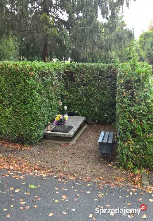 Przycięcie tui na cmentarzu Wrocław skrócenie