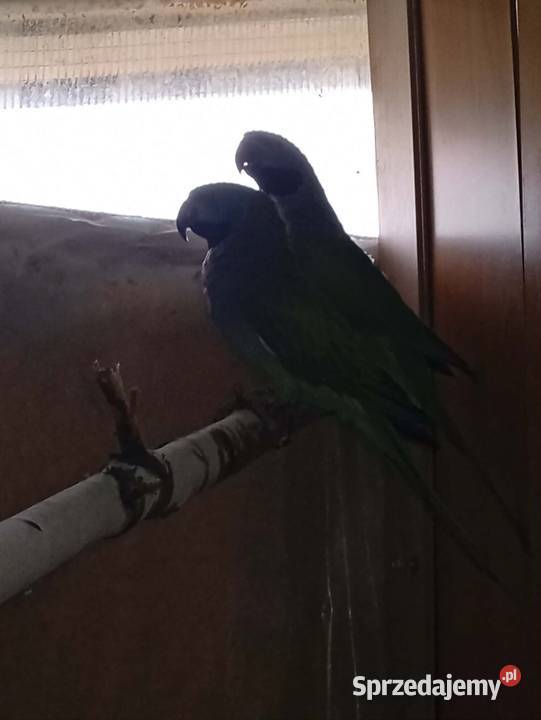 Aleksandretty chińskie Kłodzko