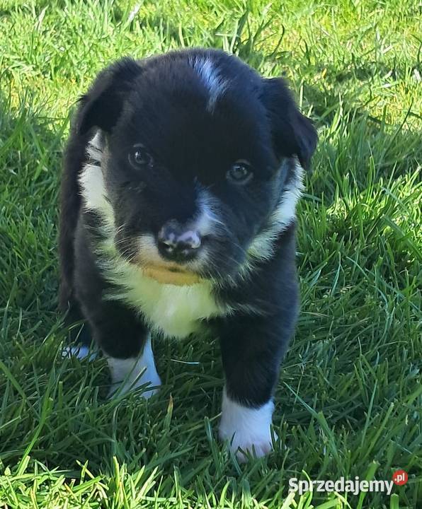 Border Collie piesek BOSS z hodowli NEGRESSE Porąbka Uszewska