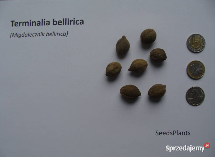 MIGDAŁECZNIK BELLIRICA Terminalia bellirica Rośliny Lubanie