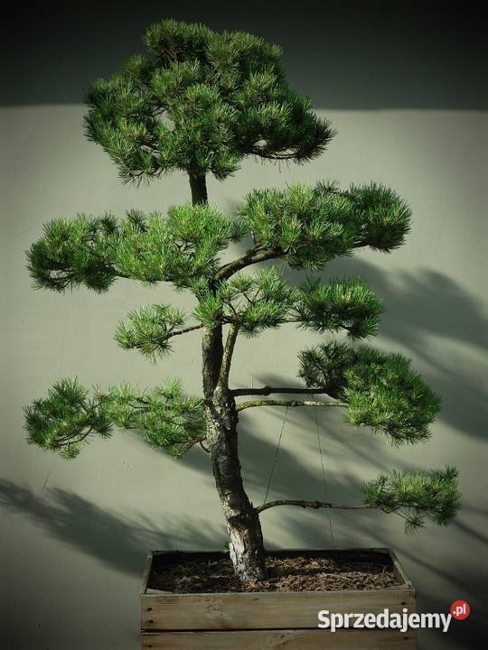 Drzewko Bonsai niwaki Sosna Mugo 275 Puis Skierniewice
