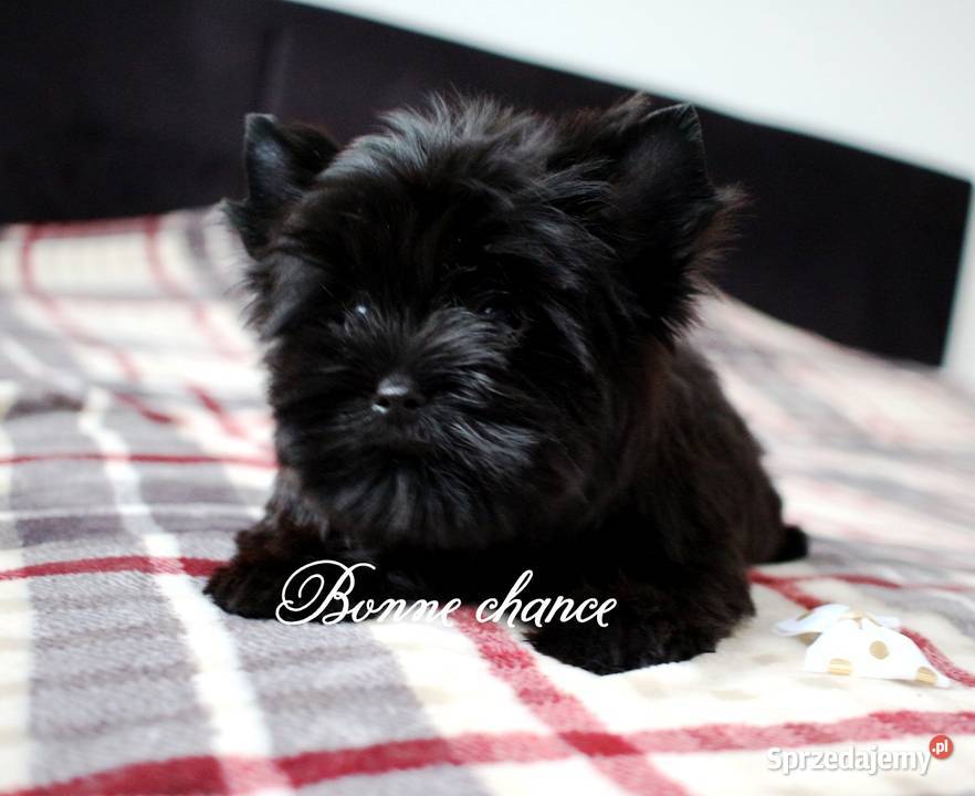 Yorkshire terrier Black Suwałki
