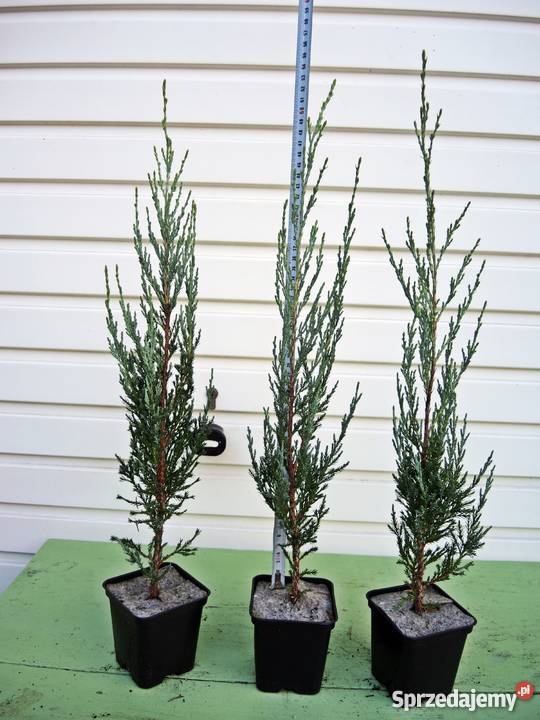 Jałowiec skalny Skyrocket sadzonki w doniczkach Tuczępy