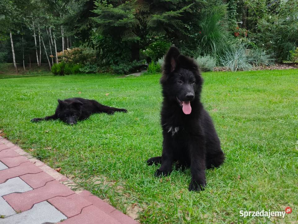 owczarek niemiecki długowłosy czarny suka Kolonia Niechmirów