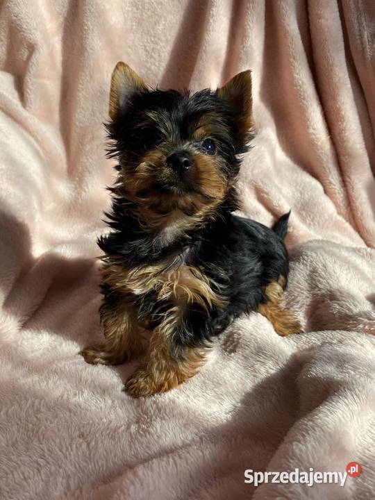 Alutka i siostry Yorkshire Terrier czekają na Oława