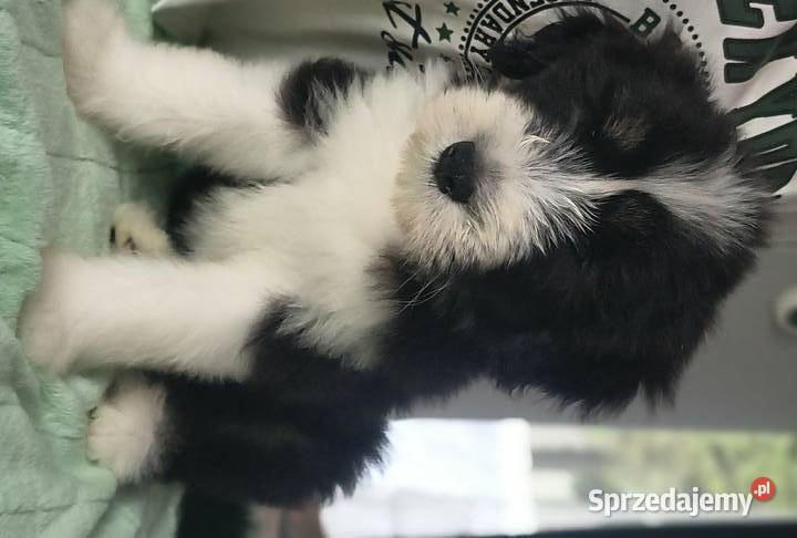 Bearded collie szczeniaki FCI Stargard