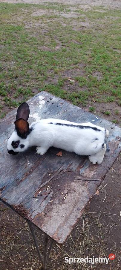 Sprzedam mlode kroliki srokacz niemiecki Skarszewy