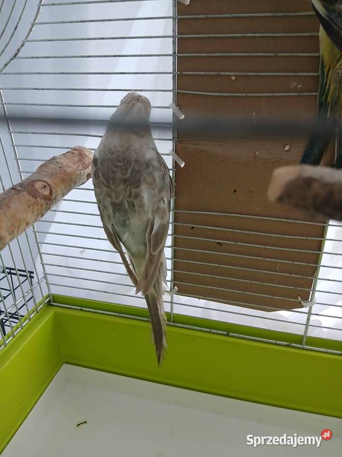 Samiec swiergotki mazowieckie Iłża