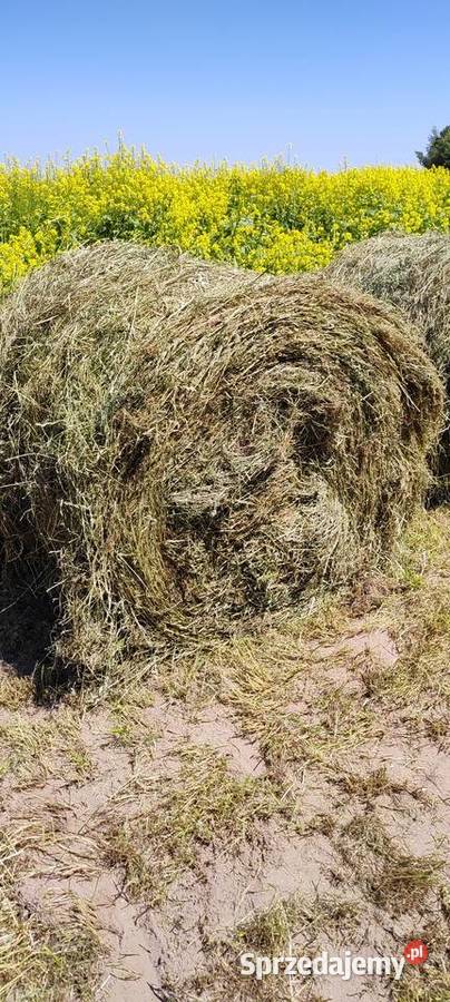 Sianokiszonka wielkopolskie Rybno