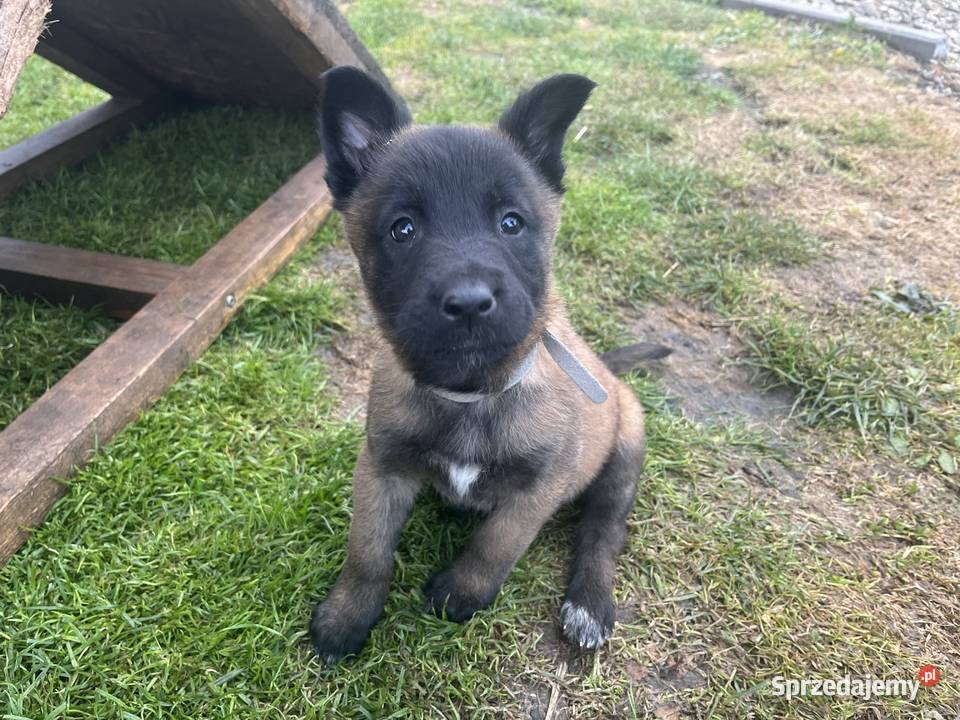 Owczarki belgijskie Malinois Racibórz