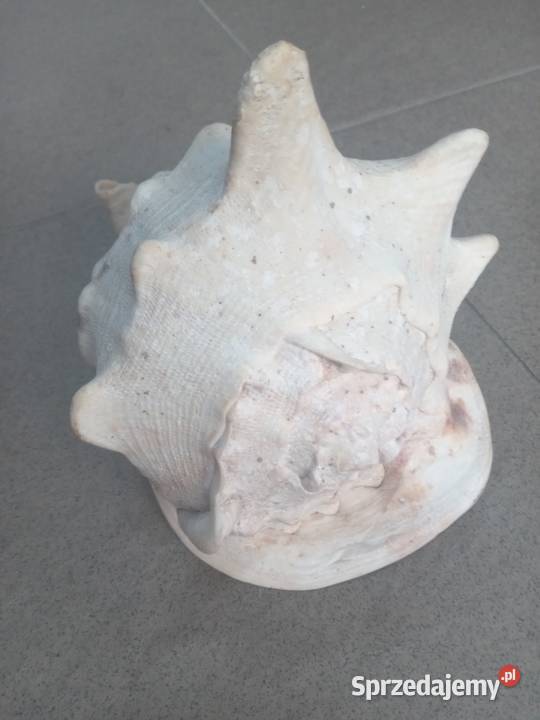 Muszla morska duża pomorskie Gdańsk
