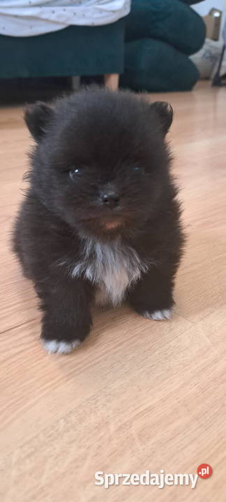 Szpic miniaturowy/ Pomeranian