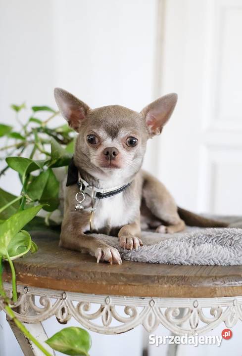 Reproduktor Chihuahua 25 Zkwp Czechowice-Dziedzice