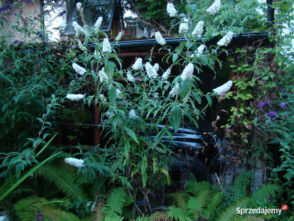 Wiciokrzew żółty x2 sztuki świetny podkarpackie Przemyśl