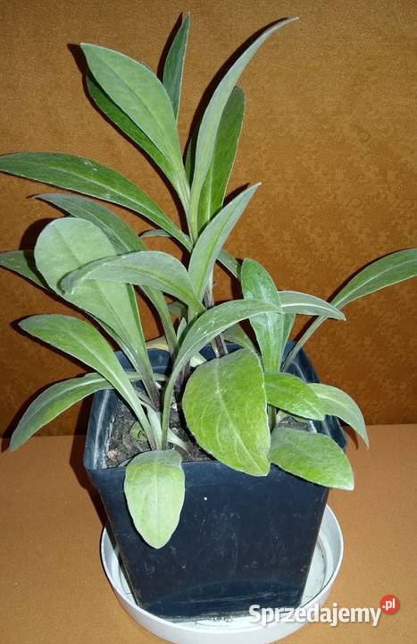 Marcinki jesienne kwiaty mrozoodporne łódzkie Łódź