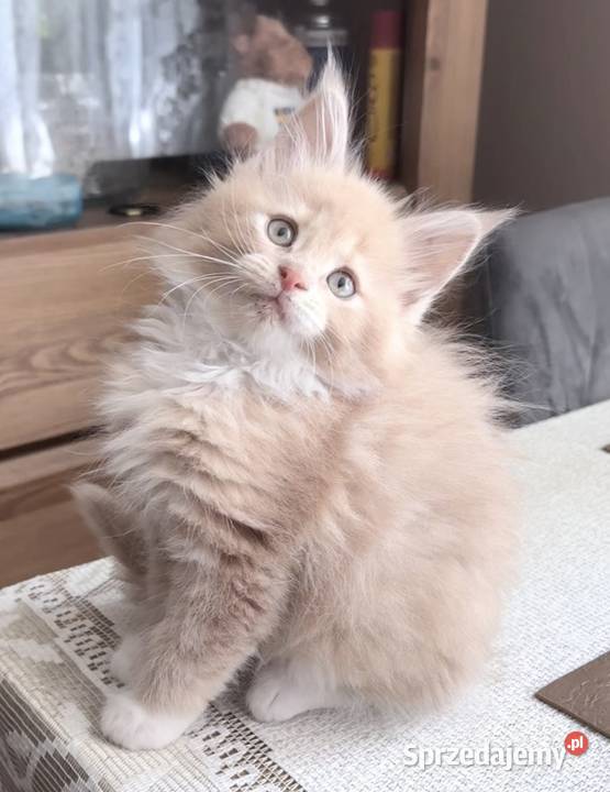 Maine Coon kotki