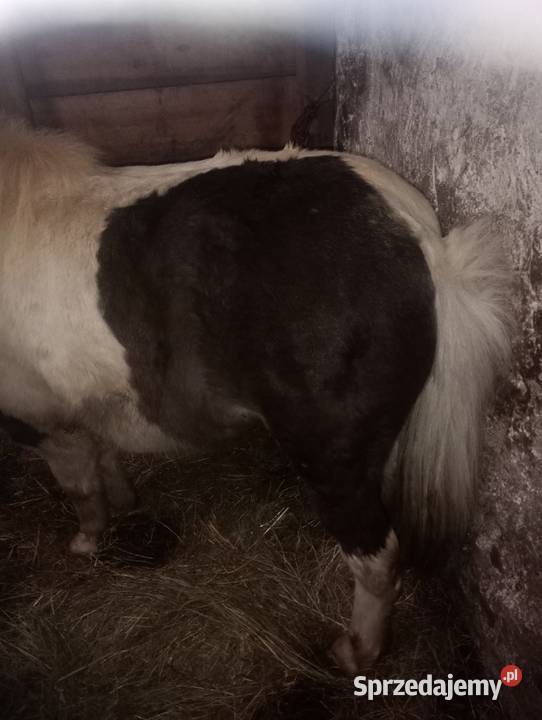 Kucyk ogierek wielkopolskie Skic