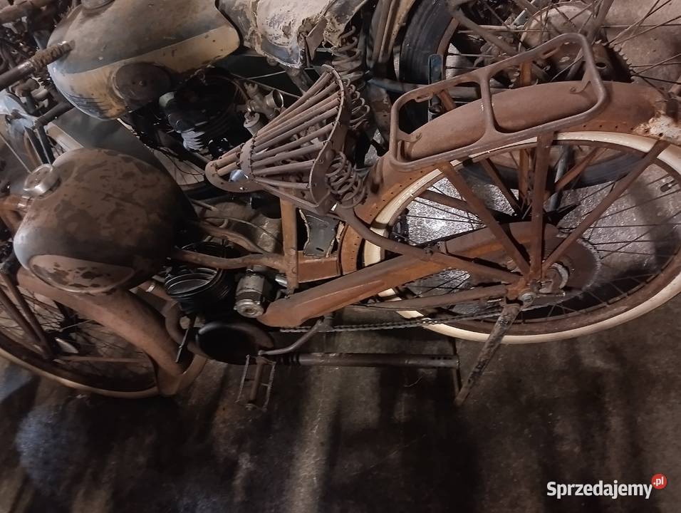 Damski terrot 100 Gostycyn