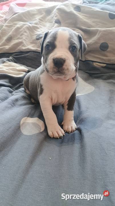 Amstaff Chłopaki Szczeniąta Radomsko