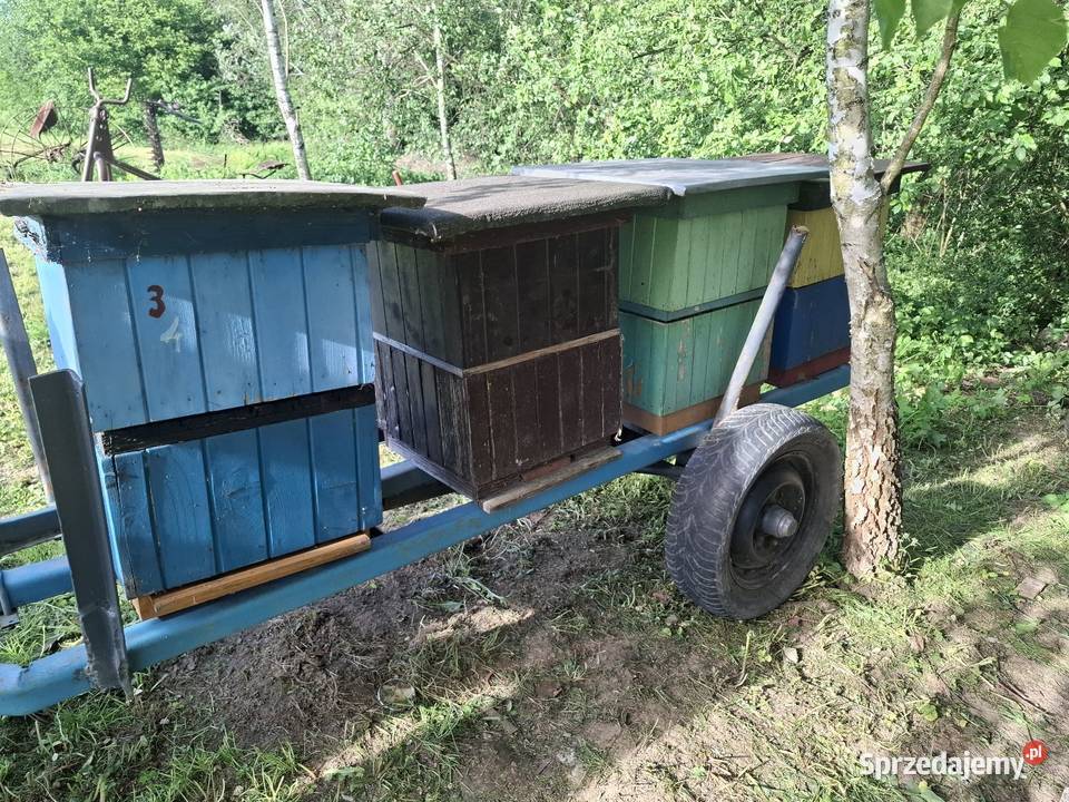 Ule Wielkopolskie Bochnia sprzedam