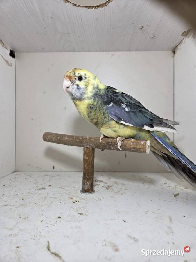 Rozella królewska samica Ptaki Szymanowice