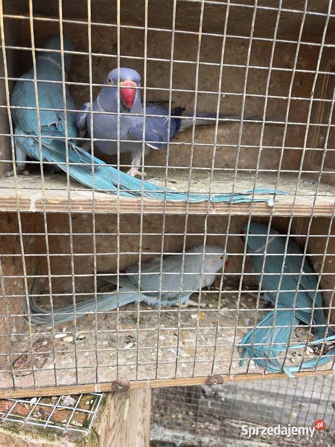 Aleksandretty aleksandretta obrozna wielkoa Ptaki Częstochowa