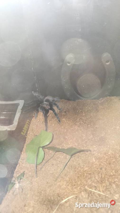 Vagans Włocławek