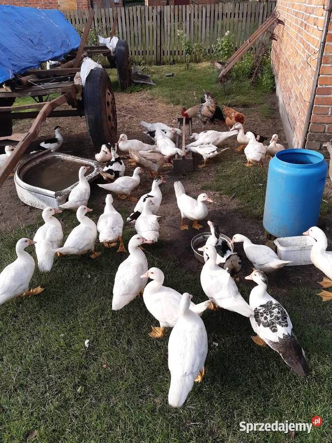 Sprzedam kaczki i kaczory Grębów