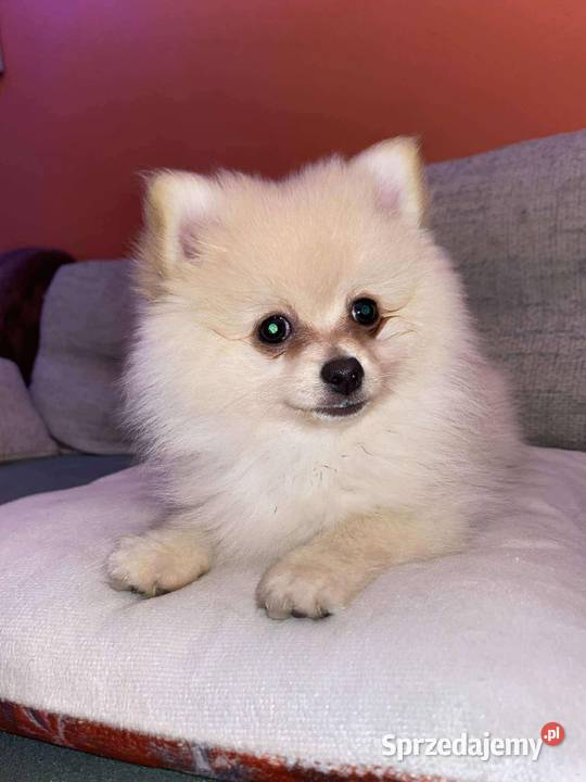 Szpic miniaturowy Szczecin sprzedam