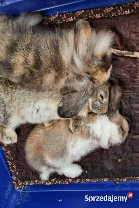 Królik Mini Lop śląskie Katowice