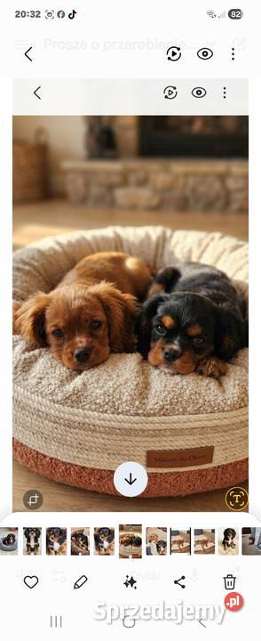 Cavalier king charls spaniel Wolica