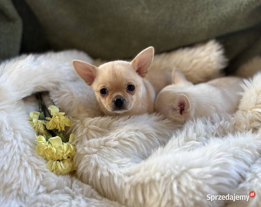 CHIHUAHUA PIĘKNE KRÓTKOWŁOSE SUNIE mazowieckie Warszawa