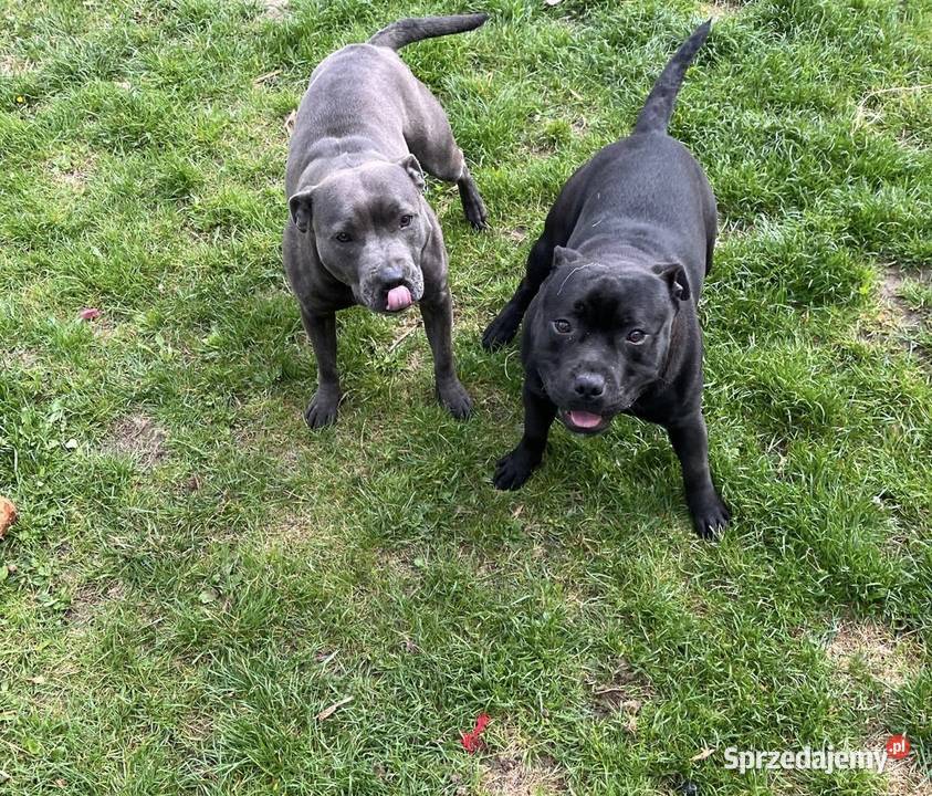 Staffordshire Bull terrier stafik szczeniak Iłża