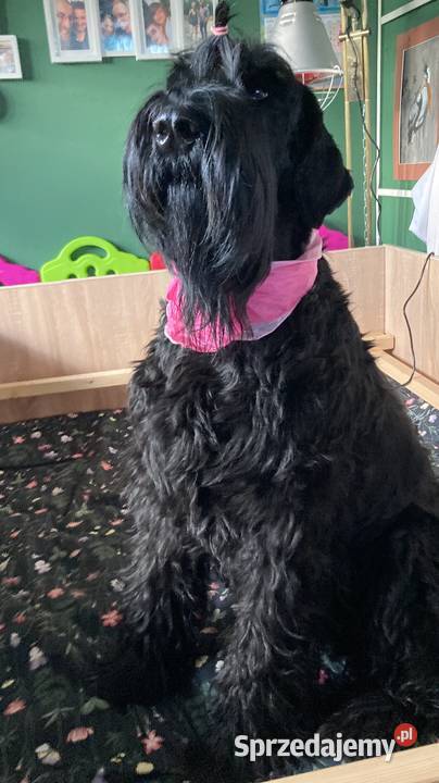 Sznaucer olbrzym szczenię Nowa Sól sprzedam