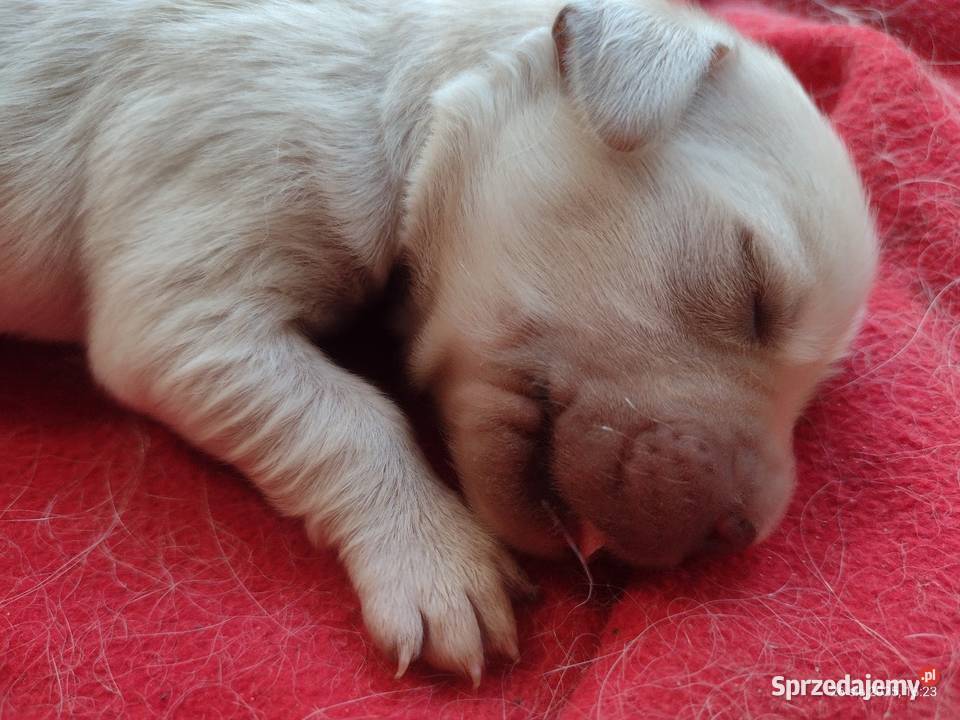 Golden Retriever szczeniaki ZKwPFCI suczka Wieluń sprzedam