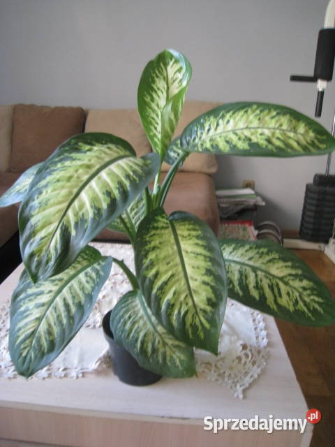 Difenbachia kwiat doniczkowy śląskie Częstochowa